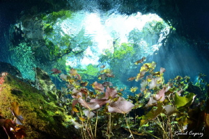 Cenote way out by Raoul Caprez 
